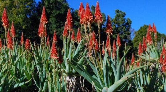 plante aloe